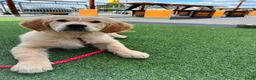 Golden Retriever honden te koop: Lieve puppy Bella (11 wkn) zoekt warm, lief thuis - Advertentie 5