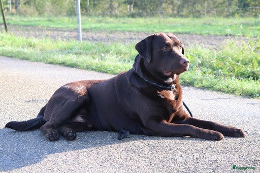 Labrador Retriever honden Raszuiver labrador biedt zich aan als dekreu ED en HD vrij in Nederweert - Advertentie 2
