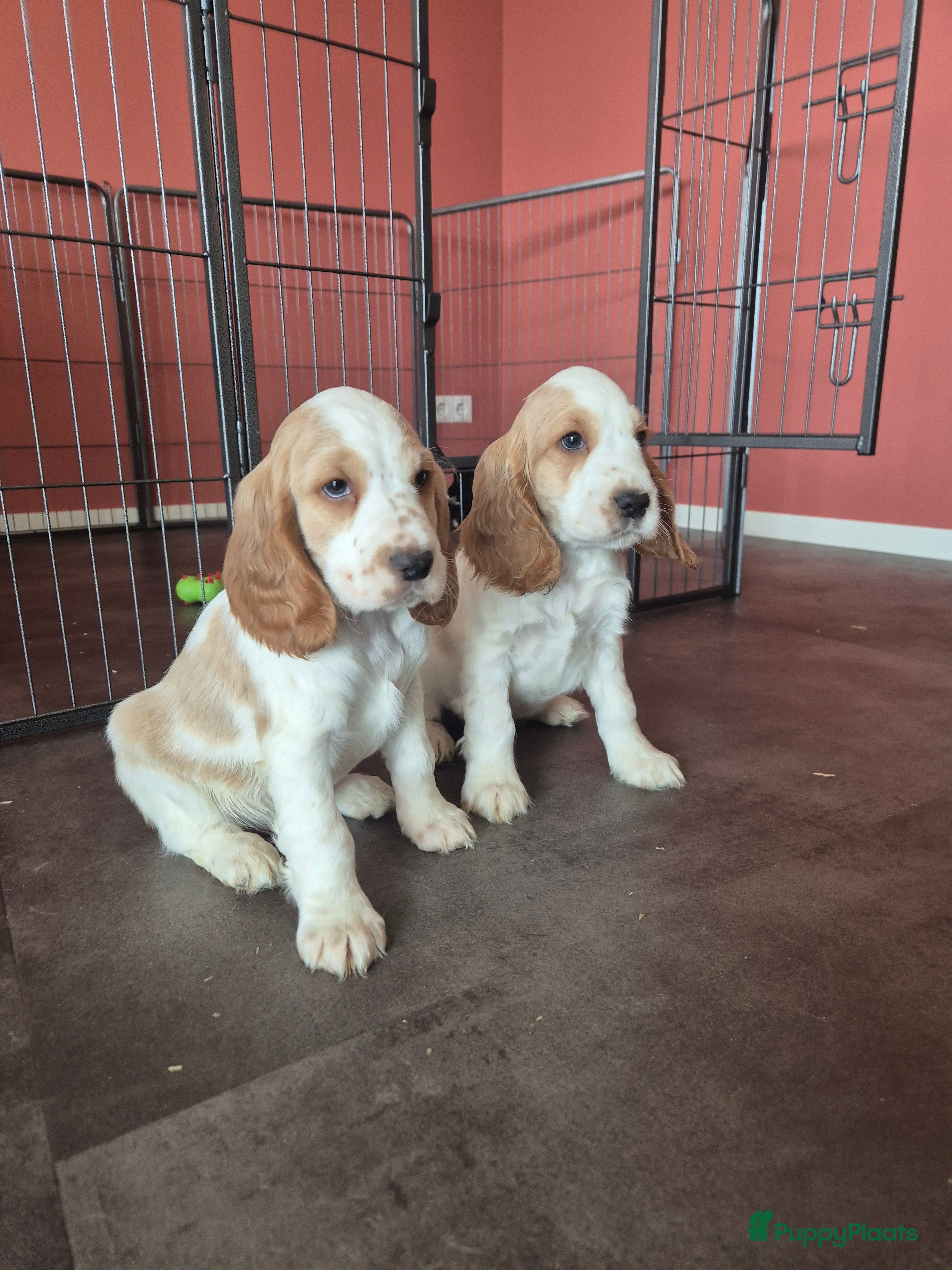 Engelse Cocker Spaniel honden Lieve Engelse cocker spaniel pup - Advertentie 6