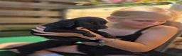 Kruising honden te koop: Prachtige Labradoodle x Dalmatiër puppy's! - Advertentie 18