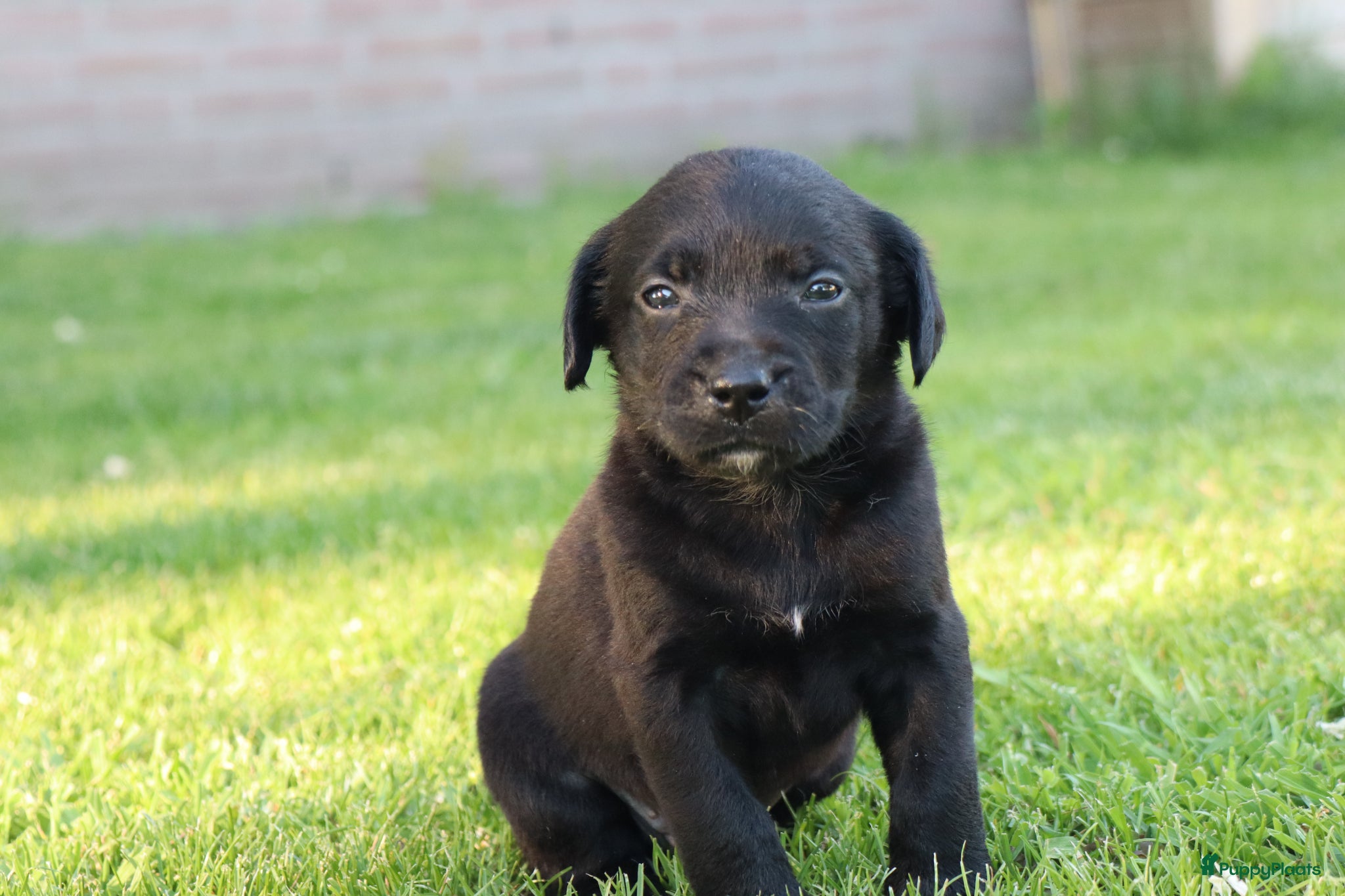 Kruising honden te koop: Prachtige labradorpups kruising  in Someren - Advertentie 7
