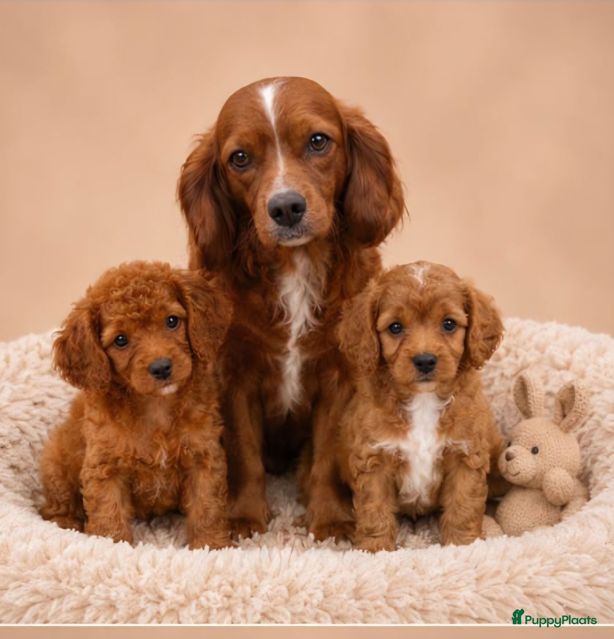 Cavapoo honden Supee mooie cavapoo pups - Advertentie 6