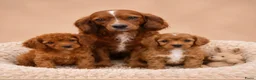 Cavapoo honden te koop: Supee mooie cavapoo pups - Advertentie 1