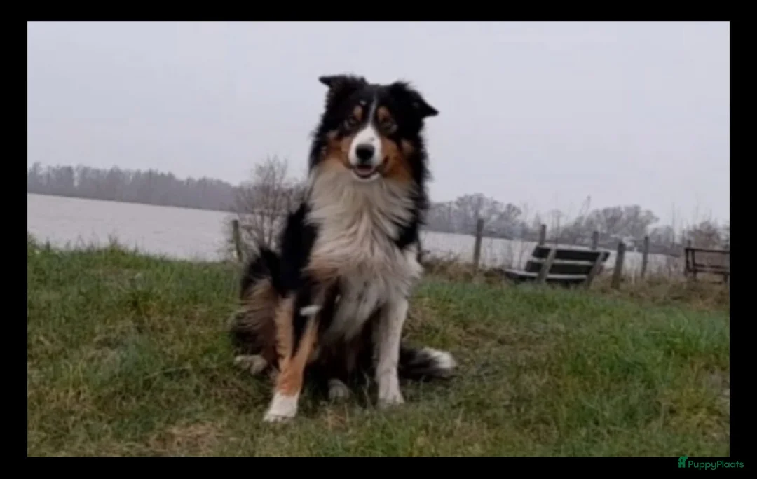 Border Collie honden te koop: Prachtige, lieve Border Collie pups - Advertentie 3