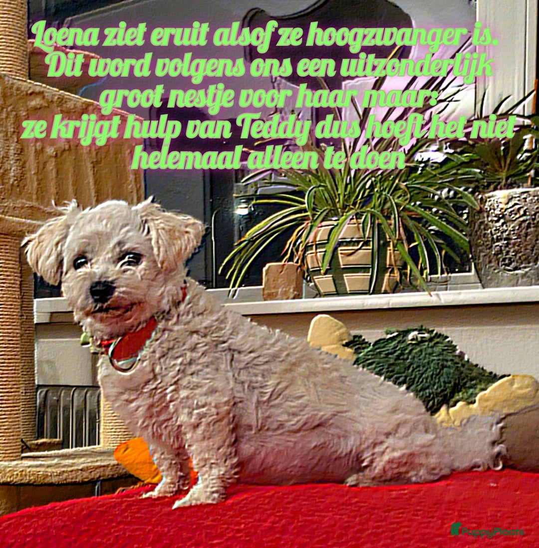 Maltipoo honden te koop: Maltipoo F1b worden rond kerst geboren 🥰 !  - Advertentie 4