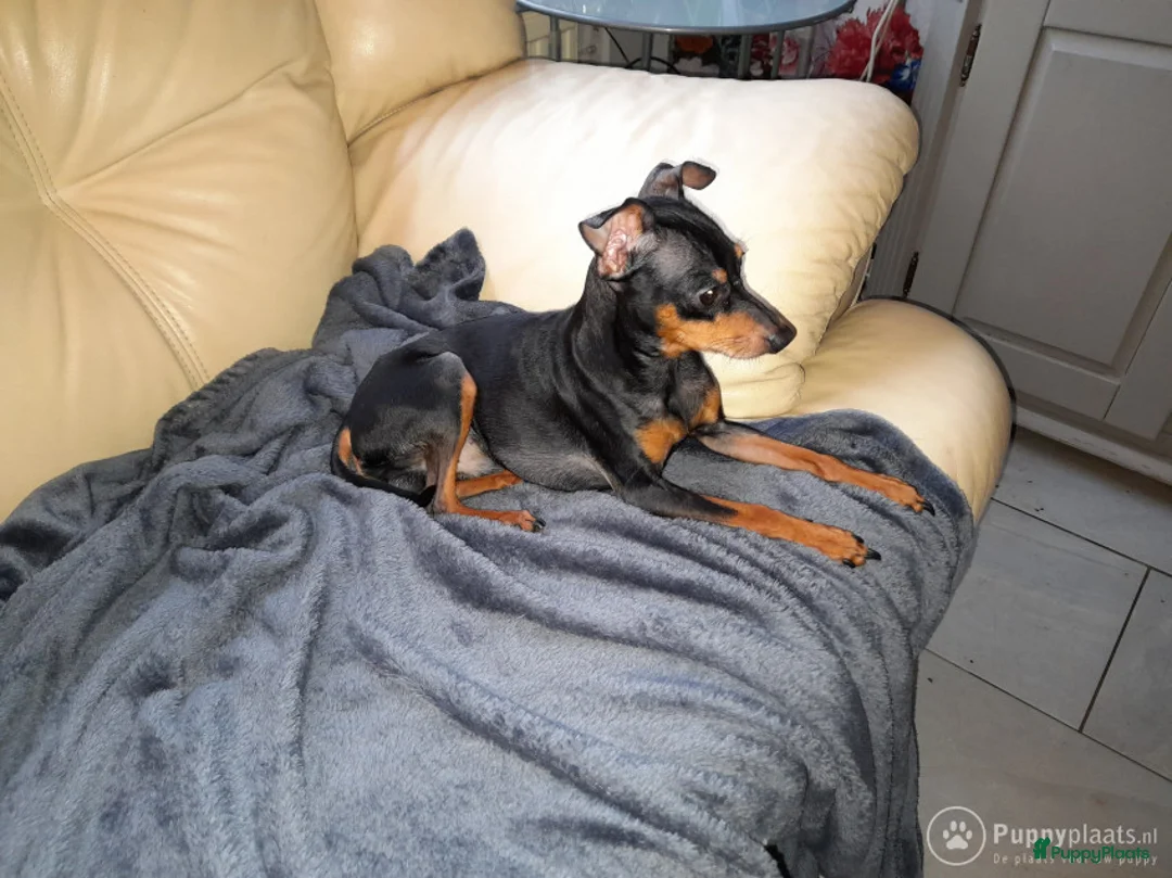 Kruising honden ter dekking: Dekreu Praagse Rattler (Praagse Rattenvanger) in Nieuw-Vossemeer - Advertentie 3