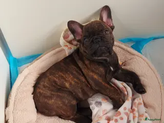 Franse Bulldog honden Prachtig Franse Bulldog teefje met stamboom - Advertentie 5