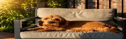 Basset fauve de Bretagne honden ter dekking: Dekreu gezocht voor Roxy basset fauve de Bretagne  in Breda - Advertentie 1