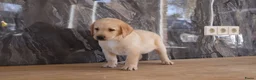Labrador Retriever honden te koop: Hele knappe labrador pups te koop. - Advertentie 4