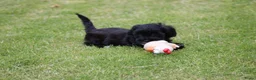 Kruising honden te koop: Knappe Boompoo pups - Advertentie 10