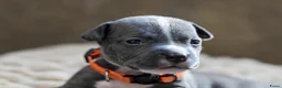 Amerikaanse Bully honden te koop: 🐾AMERICAN BULLY XL PUPPIES🐾 - Advertentie 16