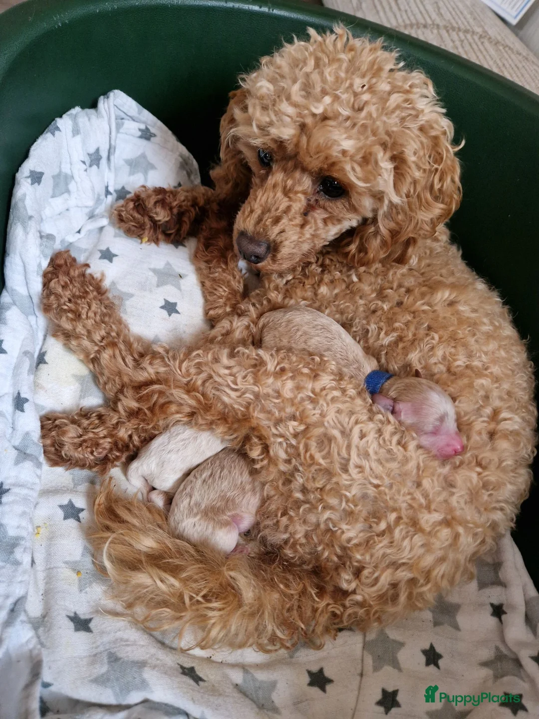 Poedel Toy honden te koop: Toy poedel puppies! - Advertentie 7