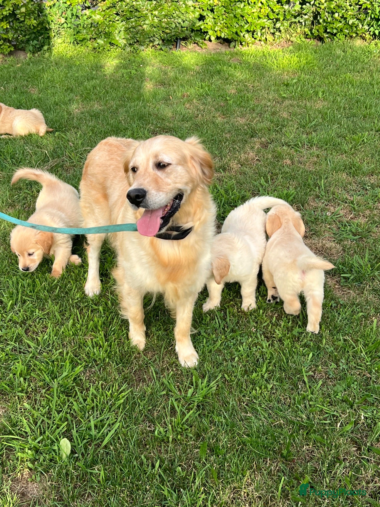 Golden Retriever honden Prachtige golden retriever pups (geteste ouders) - Advertentie 1