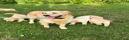 Golden Retriever honden te koop: Prachtige golden retriever pups (geteste ouders) - Advertentie 1