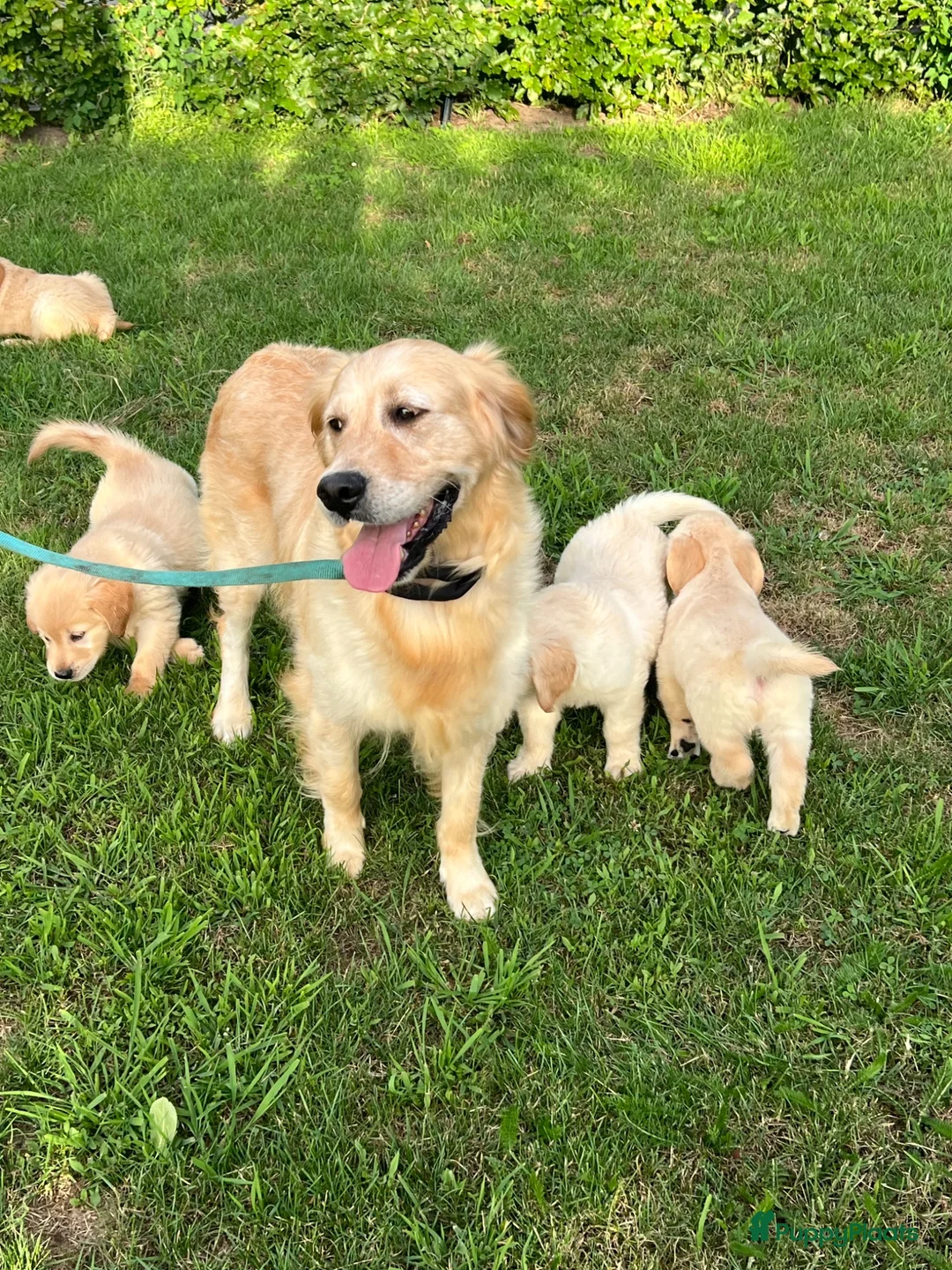 Golden Retriever honden te koop: Prachtige golden retriever pups (geteste ouders) - Advertentie 1