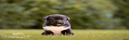 Kruising honden te koop: Huskador pupjes (labrador x Husky) - Advertentie 20