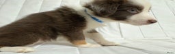 Kruising honden te koop: 1/4 Australian shepard x 3/4 Border collie pups - Advertentie 9