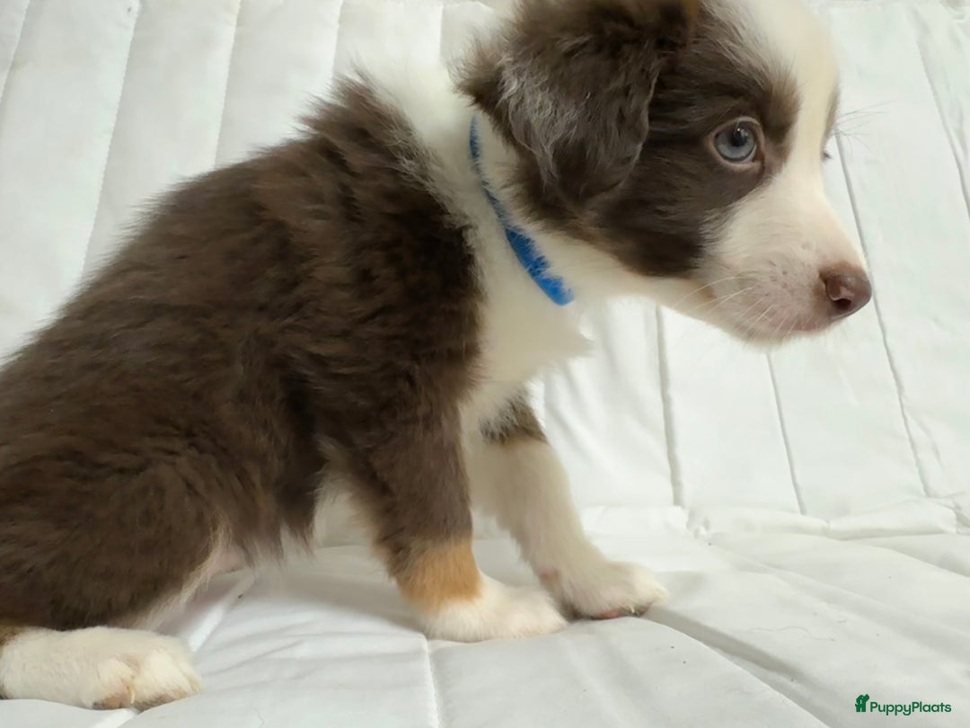 Kruising honden te koop: 1/4 Australian shepard x 3/4 Border collie pups - Advertentie 9