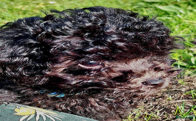 Poedel Toy honden Laatste reutje silver mini-toy poedel - Advertentie 9