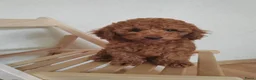 Poedel Toy honden te koop: Toy Poedel pups - Advertentie 1