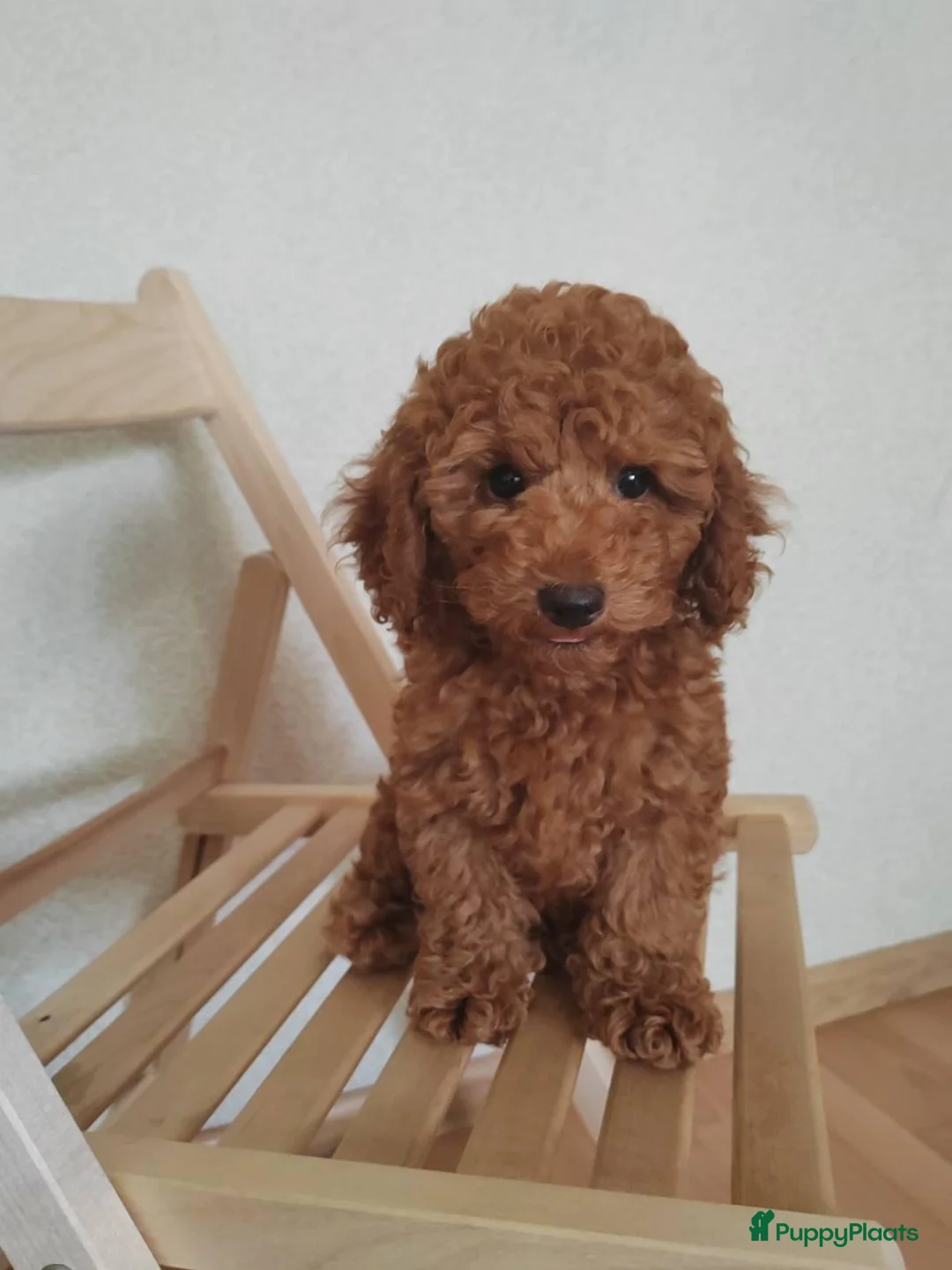 Poedel Toy honden te koop: Toy Poedel pups - Advertentie 1