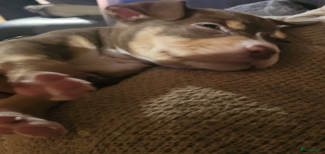 Galerij afbeelding {{count}}