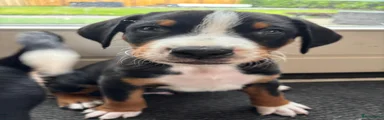 Appenzeller Sennenhond Puppy 3