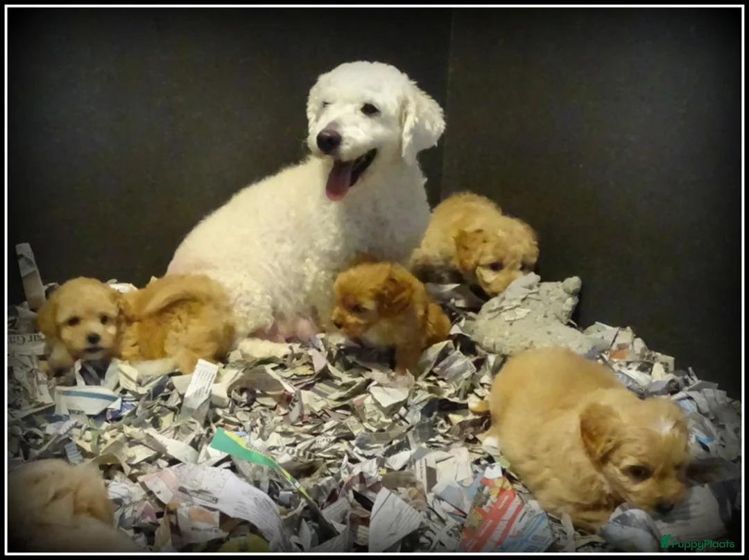 Maltipoo honden te koop: Maltipoo F1b pups - Advertentie 13