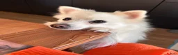 Keeshond honden te koop: Pomeriaan pups - Advertentie 7