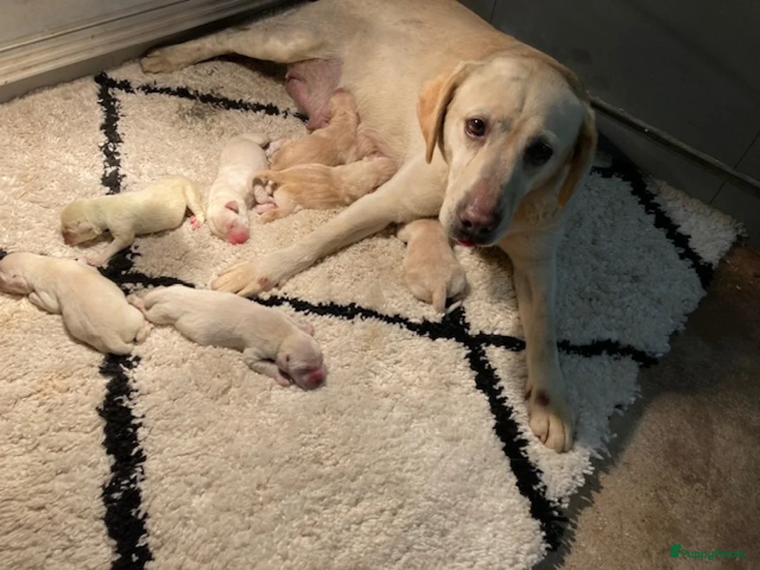 Goldador honden te koop: Goldadorpups - Advertentie 2