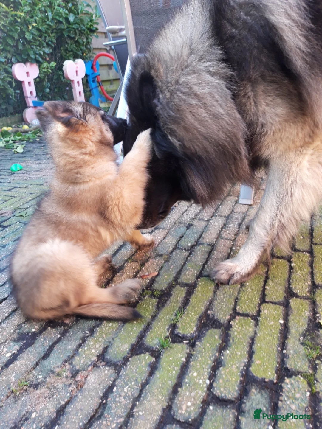 Galerij afbeelding {{count}}