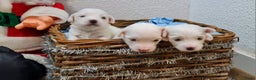 Maltezer honden te koop: 🥰 7 Prachtige Maltezer pups! 🐶 - Advertentie 8