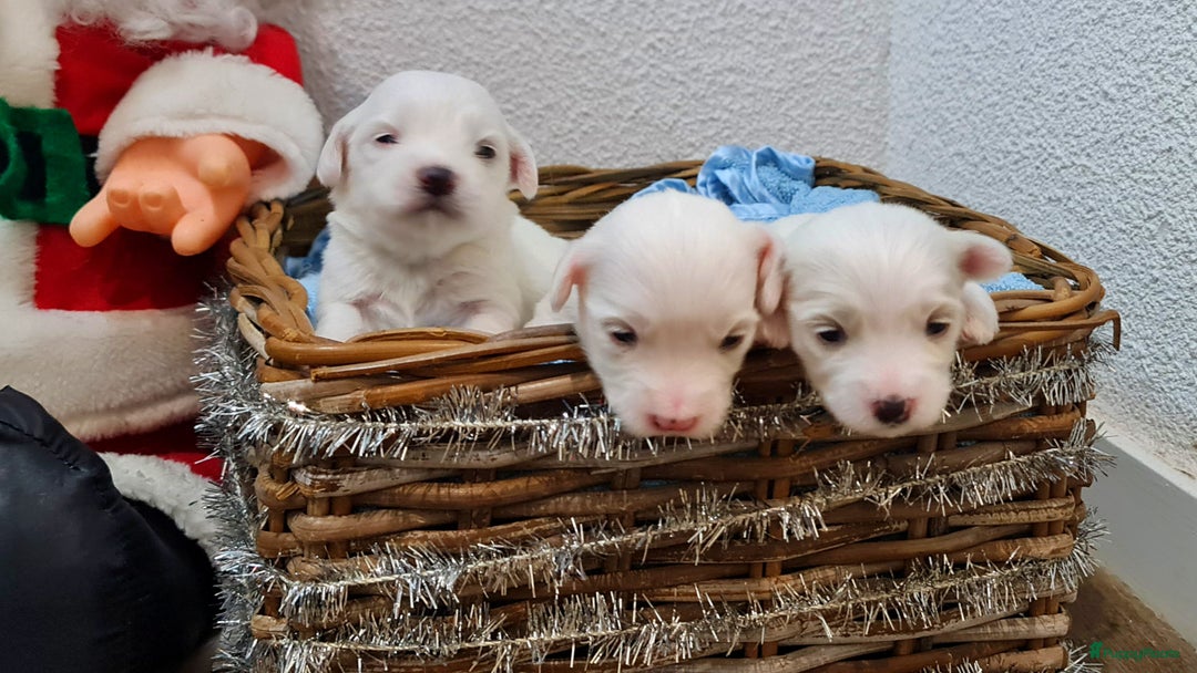 Maltezer honden te koop: 🥰 7 Prachtige Maltezer pups! 🐶 - Advertentie 8