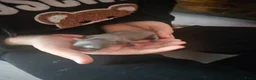 Chihuahua honden te koop: Mini chihuahua's  - Advertentie 2