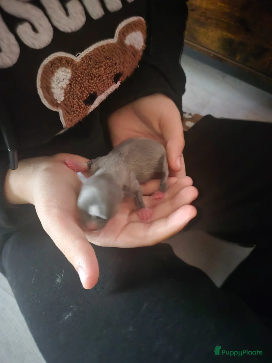 Chihuahua honden te koop: Mini chihuahua's  - Advertentie 2