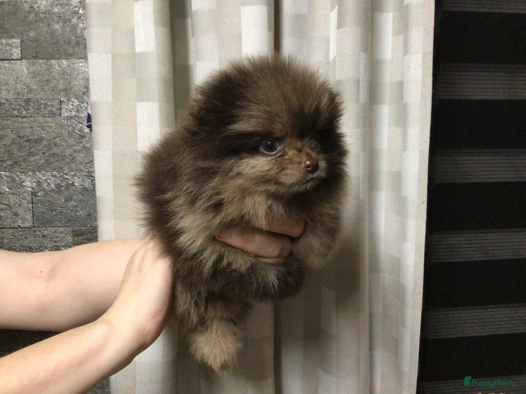 Pomeriaan honden te koop: 3 maart geboren reu Choco merle Pomeranian - Advertentie 1