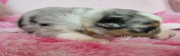 Australian Shepherd honden te koop: Australian Shepherd met FCI Stamboom - Advertentie 9