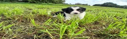 Border Collie honden te koop: 2 prachtige Border Collie pups  - Advertentie 22