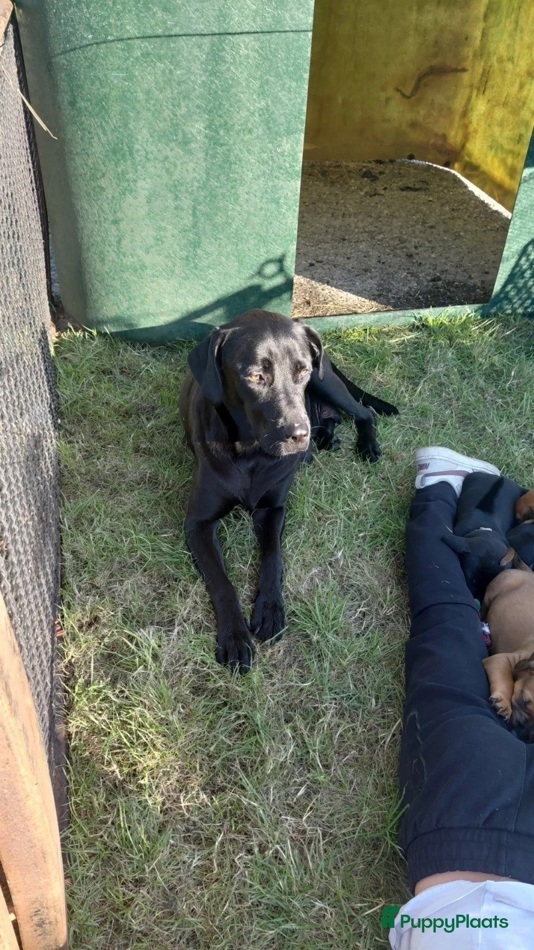 Kruising honden te koop: Rhodesian ridgeback (75%) x labrador (25%) - Advertentie 2