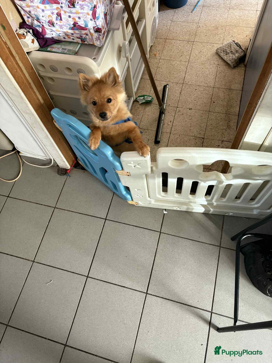 Pomeriaan honden te koop: Pomiraan lief manneke - Advertentie 2