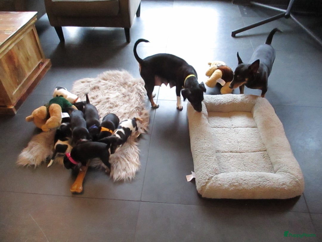 Jack Russel Terriër honden te koop: Jack  russel pups zoeken lief huis! nog 4 pups! - Advertentie 18