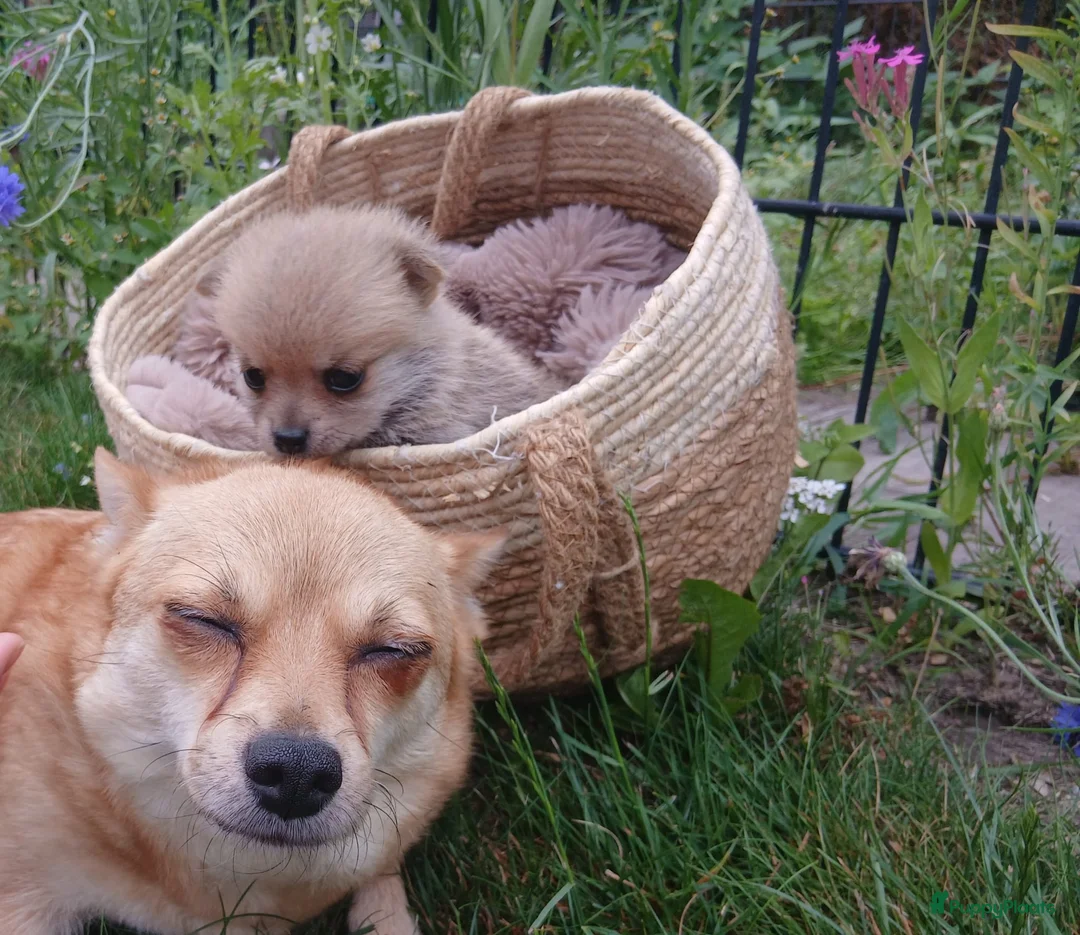 Pomchi honden te koop: Lieve pomchis - Advertentie 17
