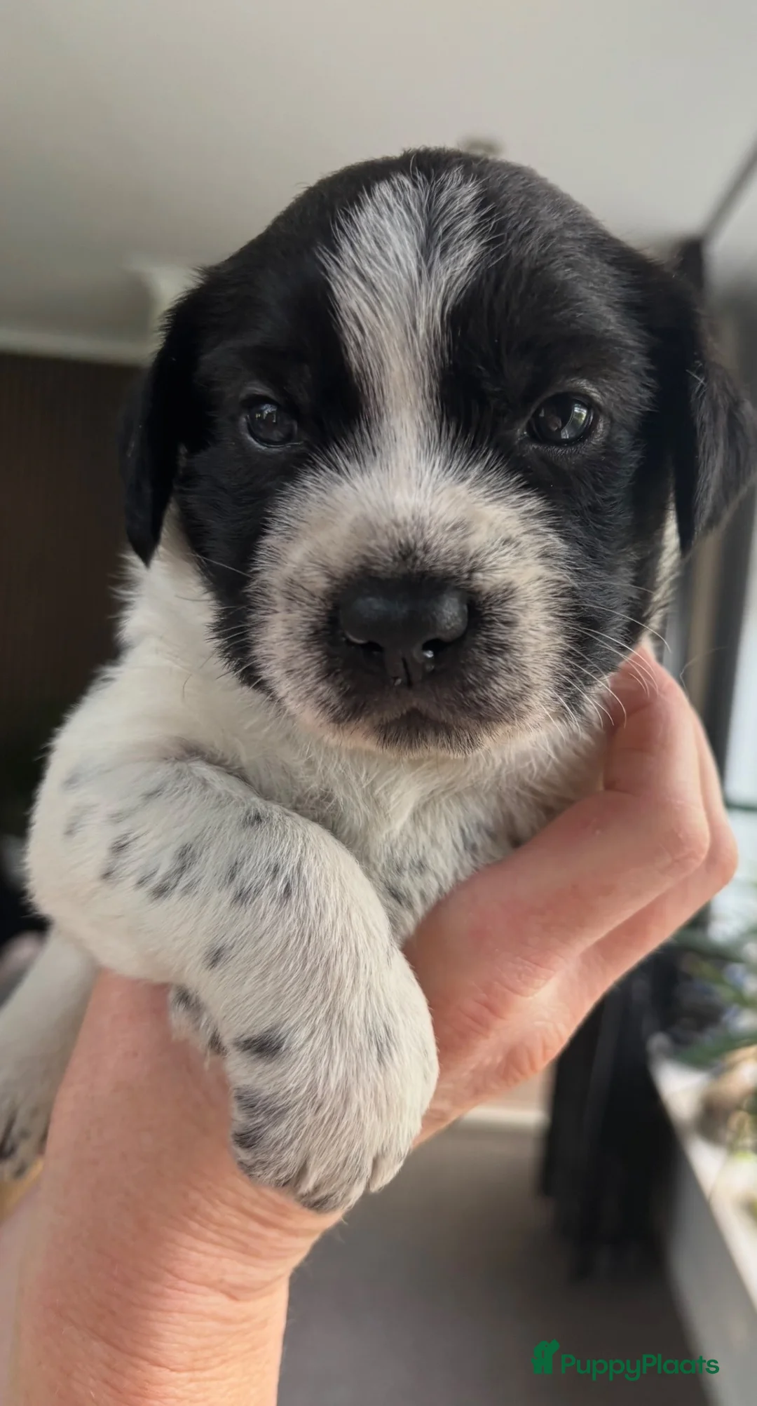 Kruising honden te koop: Lieve Schapendoes x Smous pups - Advertentie 2