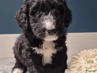 Kruising honden Bordoodle pups (F1) - Advertentie 1