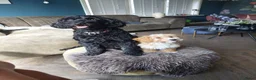 Kruising honden te koop: Onze Labradoodle mini Roxy in verwachting  - Advertentie 6