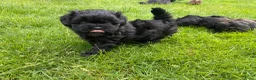 Shihpoo honden te koop: Prachtige shihpoo pups 1 reutje en 4 teefjes - Advertentie 17