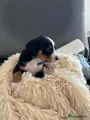 Appenzeller Sennenhond Puppy 6