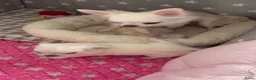Chihuahua honden te koop: Chihuahua pups - Advertentie 5