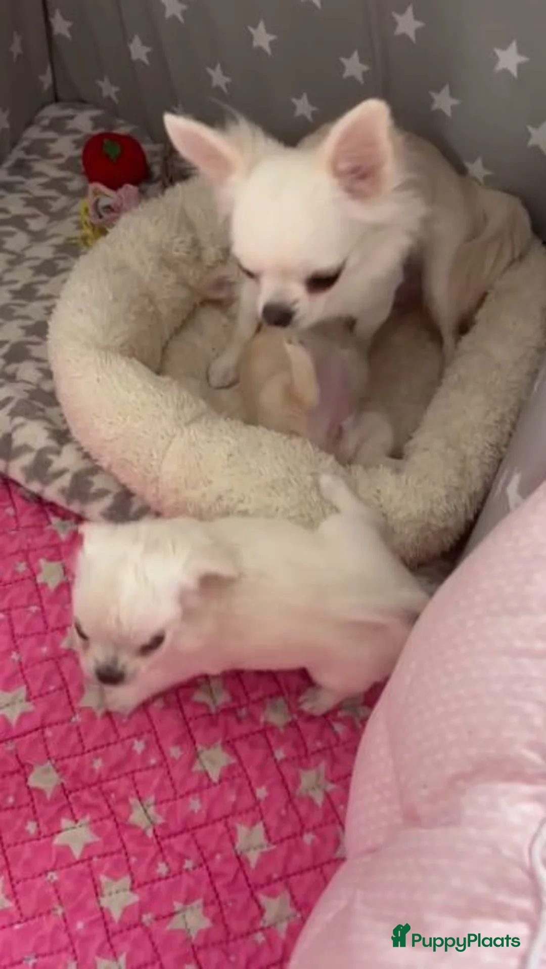Chihuahua honden te koop: Chihuahua pups - Advertentie 5