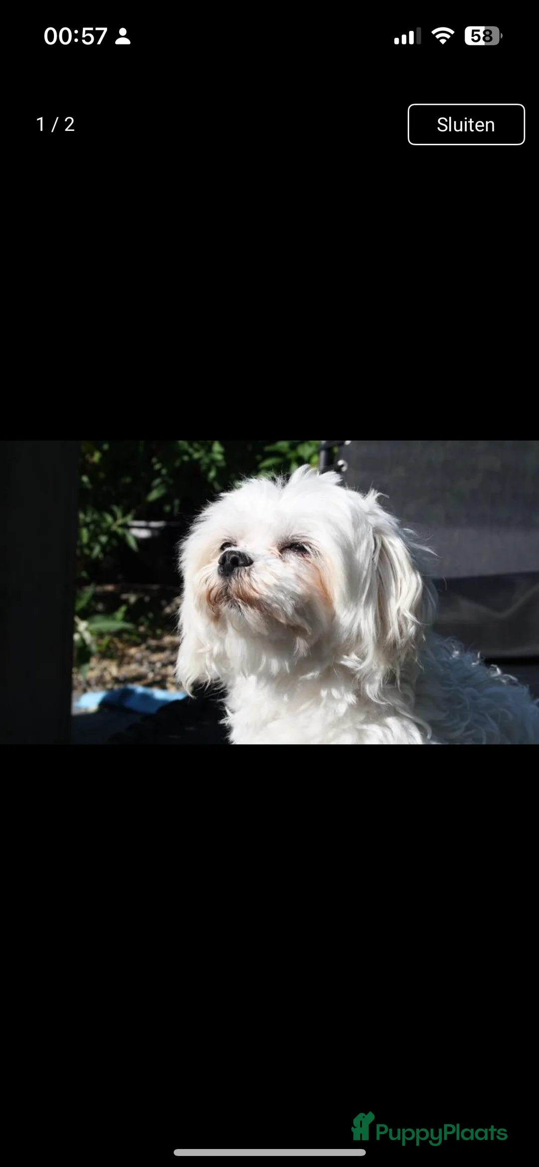 Maltezer honden ter dekking: Maltezer  in Veendam - Advertentie 5